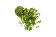 Alternanthera Bettzickiana Red aquatic plant rooted on a clay moss ball, ideal for freshwater aquariums, by ACW.