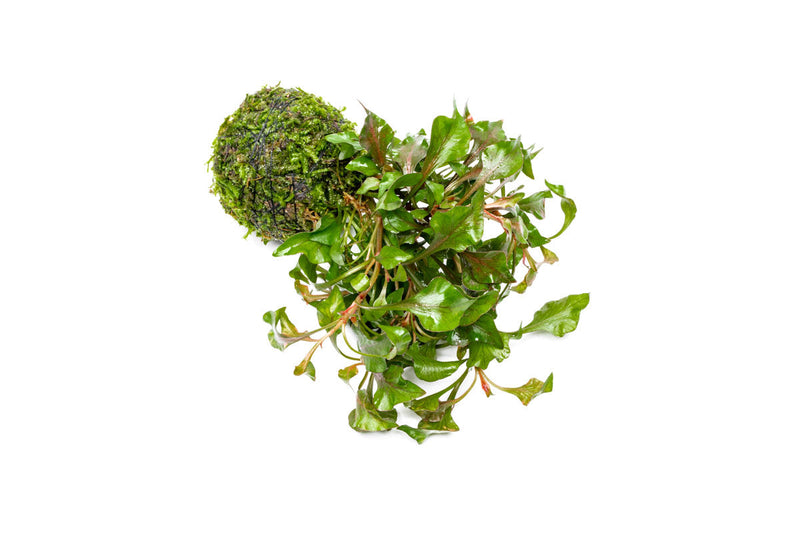 Alternanthera Bettzickiana Red aquatic plant rooted on a clay moss ball, ideal for freshwater aquariums, by ACW.