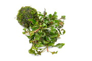 Alternanthera Bettzickiana Red aquatic plant mounted on a clay moss ball, suitable for freshwater aquariums.