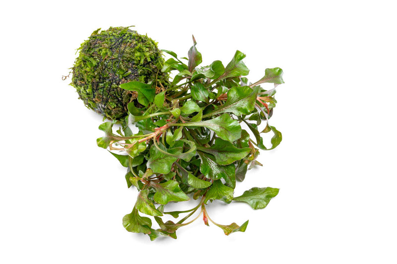 Alternanthera Bettzickiana Red aquatic plant mounted on a clay moss ball, suitable for freshwater aquariums.
