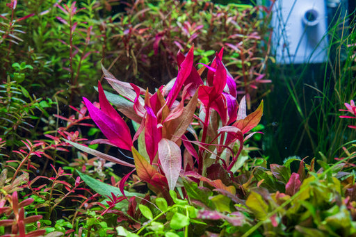 Alternanthera Lilacina