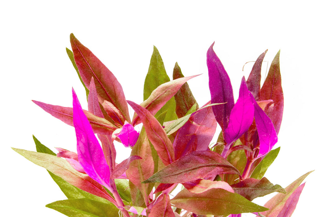 Alternanthera Lilacina