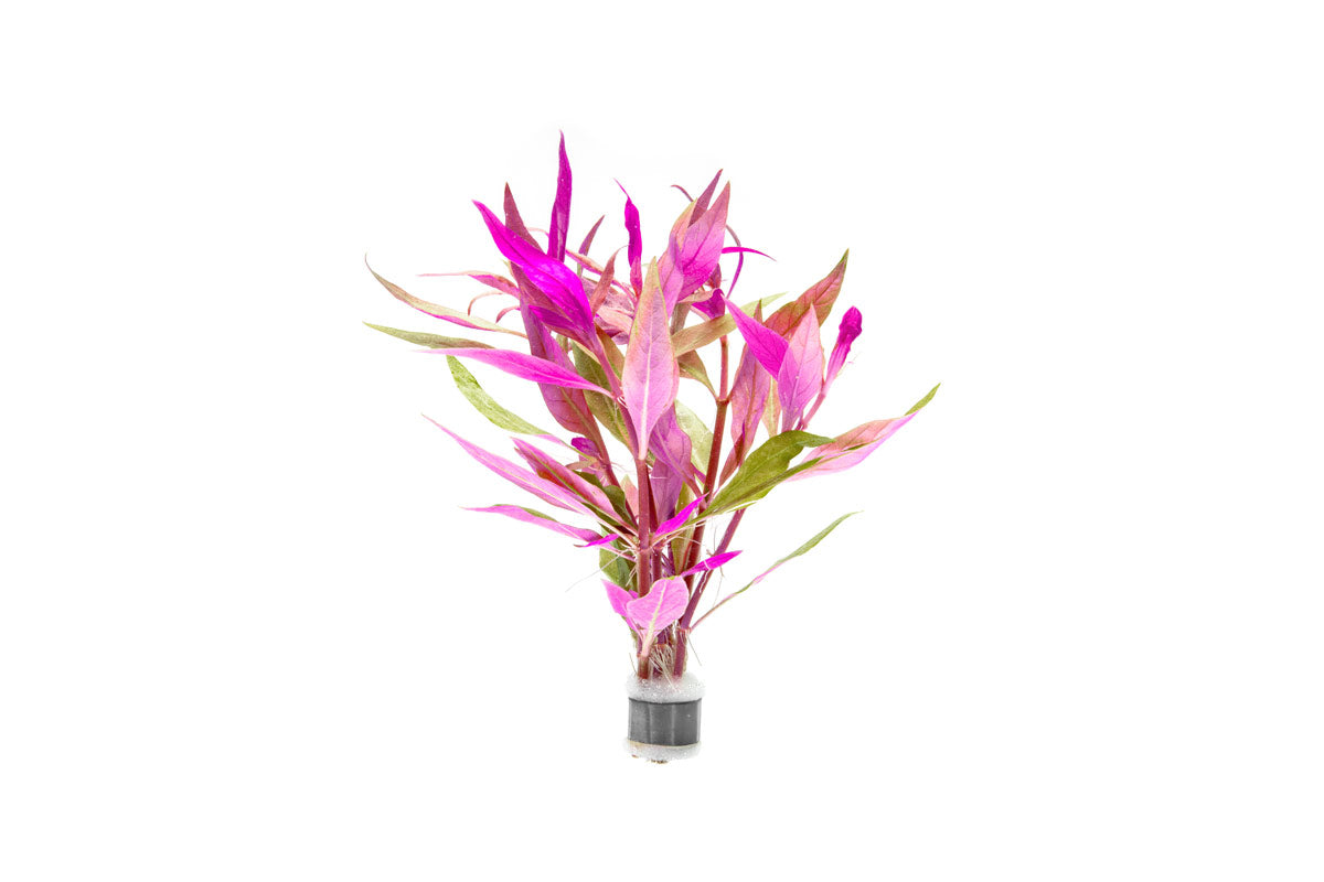 AquaOne Aquariumplanten I 3X Moederplanten XL I Moederplant Aquariumplant Alternanthera