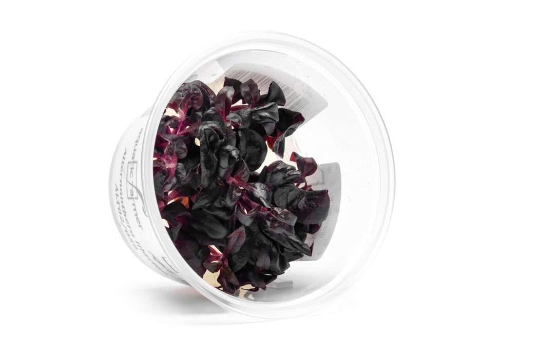 Alternanthera Lilacina Aquatic Farmer Tissue Culture