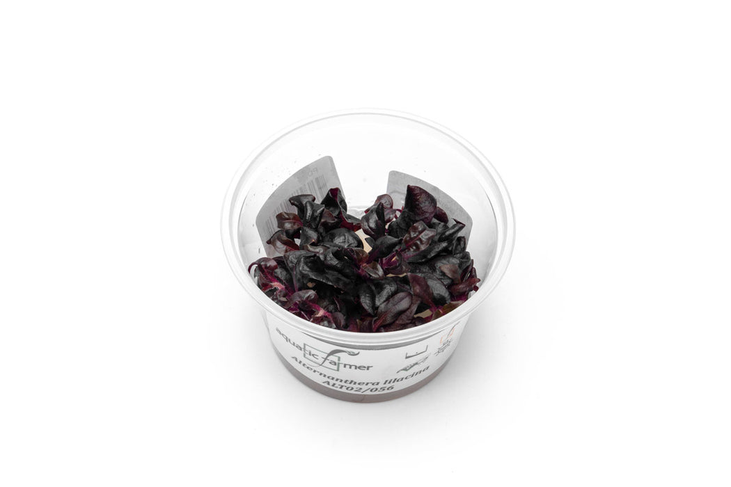 Alternanthera Lilacina Aquatic Farmer Tissue Culture