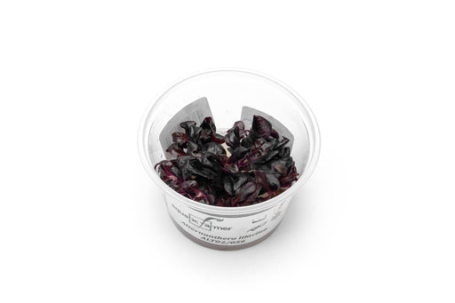 Alternanthera Lilacina Aquatic Farmer Tissue Culture