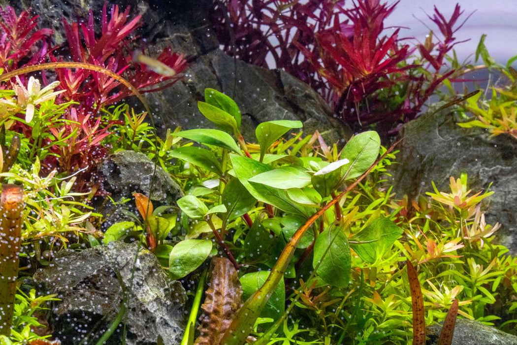 Bright red Alternanthera Red Broad Leaf aquatic plant with broad green and red foliage, ideal for freshwater aquariums.