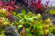 Bright red Alternanthera Red Broad Leaf aquatic plant with broad green and red foliage, ideal for freshwater aquariums.