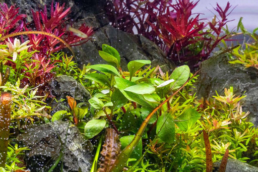 Bright red Alternanthera Red Broad Leaf aquatic plant with broad green and red foliage, ideal for freshwater aquariums.