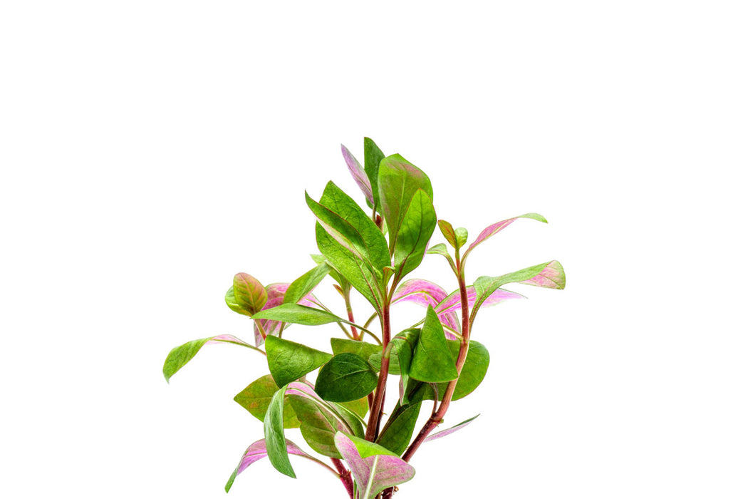 Red Broad Leaf Alternanthera aquatic plant from ACW with vibrant red foliage, ideal for freshwater aquariums.