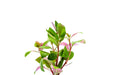 Red Broad Leaf Alternanthera aquatic plant from ACW with vibrant red foliage, ideal for freshwater aquariums.