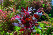 Bright Alternanthera Reineckii aquatic plant from ACW with vibrant red and green leaves, ideal for freshwater aquariums.