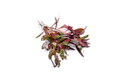 Vibrant Alternanthera Reineckii aquatic plant from ACW with bright red and green leaves, ideal for freshwater aquariums.