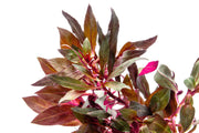Bright red Alternanthera Reineckii aquatic plant from ACW, showing vibrant leaves suitable for freshwater aquariums.