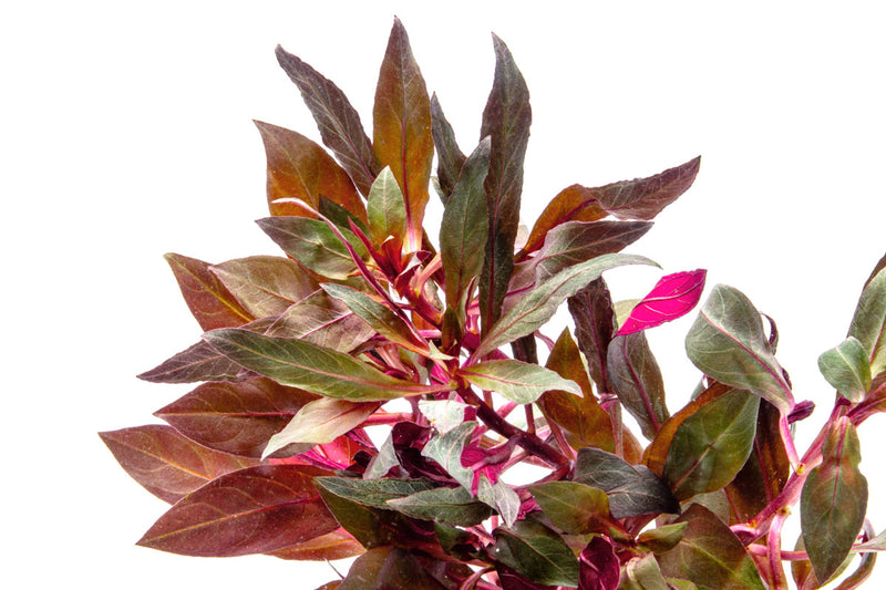 Bright red Alternanthera Reineckii aquatic plant from ACW, showing vibrant leaves suitable for freshwater aquariums.