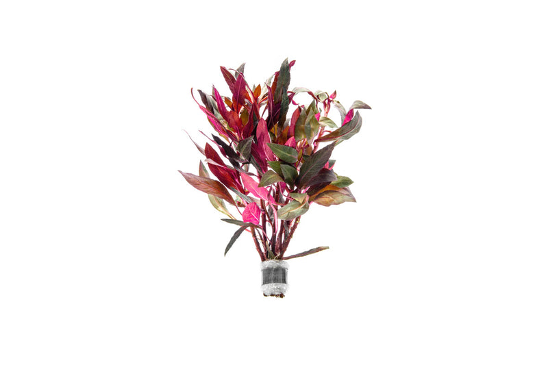 Healthy Alternanthera Reineckii aquatic plant from ACW with vibrant red and green foliage for freshwater aquariums.