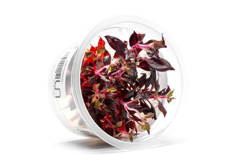 Alternanthera Reineckii Bronze Tissue Culture