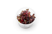 Alternanthera Reineckii Bronze Tissue Culture Aquatic Plant - Buce Plant
