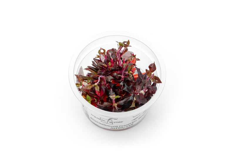 Alternanthera Reineckii Bronze Tissue Culture Aquatic Plant - Buce Plant