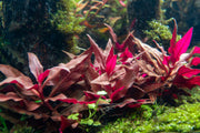 Alternanthera Reineckii 'Mini' aquatic plant by CPA showing vibrant green and red leaves, ideal for freshwater aquariums.