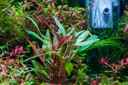 Healthy Alternanthera Reineckii 'Mini' aquatic plant by CPA with vibrant red and green leaves, ideal for freshwater aquariums.