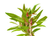 Healthy Alternanthera Reineckii 'Mini' aquatic plant from CPA, showcasing vibrant red leaves ideal for freshwater aquariums.