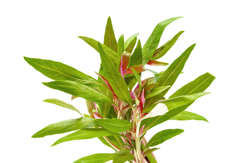 Healthy Alternanthera Reineckii 'Mini' aquatic plant from CPA, showcasing vibrant red leaves ideal for freshwater aquariums.