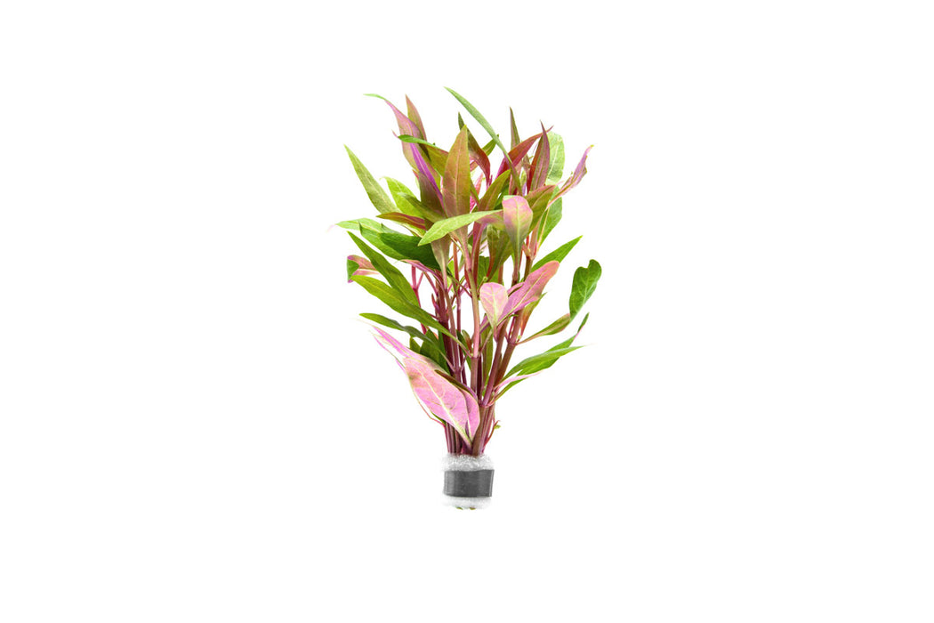 Alternanthera Reineckii 'Mini'