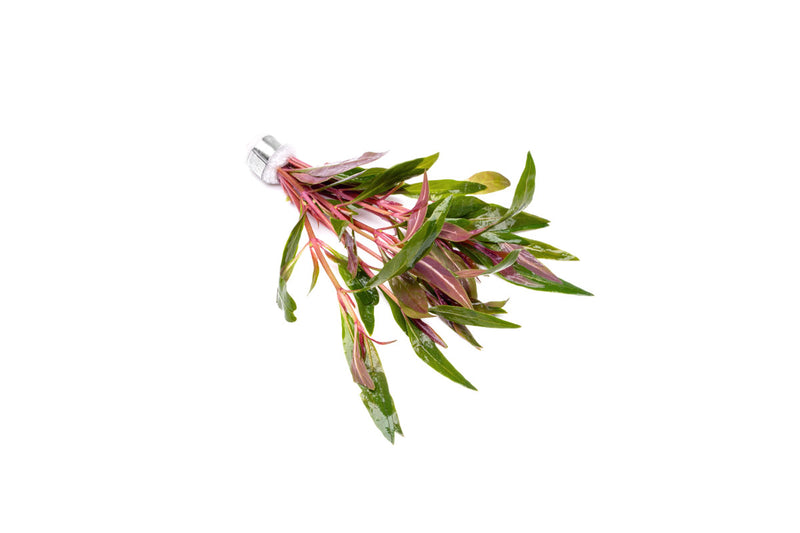 Healthy Alternanthera Reineckii 'Mini' aquatic plant by CPA with vibrant green and red leaves for freshwater aquariums.