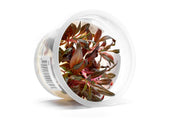 Alternanthera Reineckii 'Mini' Aquatic Farmer Tissue Culture Tissue Culture - Buce Plant
