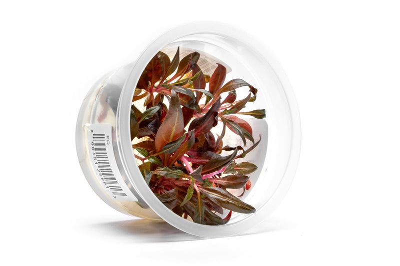 Alternanthera Reineckii 'Mini' Aquatic Farmer Tissue Culture Tissue Culture - Buce Plant