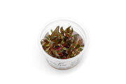 Alternanthera Reineckii 'Mini' Aquatic Farmer Tissue Culture Tissue Culture - Buce Plant