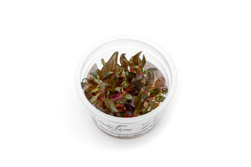 Alternanthera Reineckii 'Mini' Aquatic Farmer Tissue Culture Tissue Culture - Buce Plant