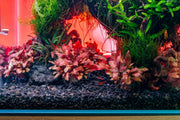 Alternanthera Reineckii 'Mini' UNS Tissue Culture Aquatic Plant - Buce Plant
