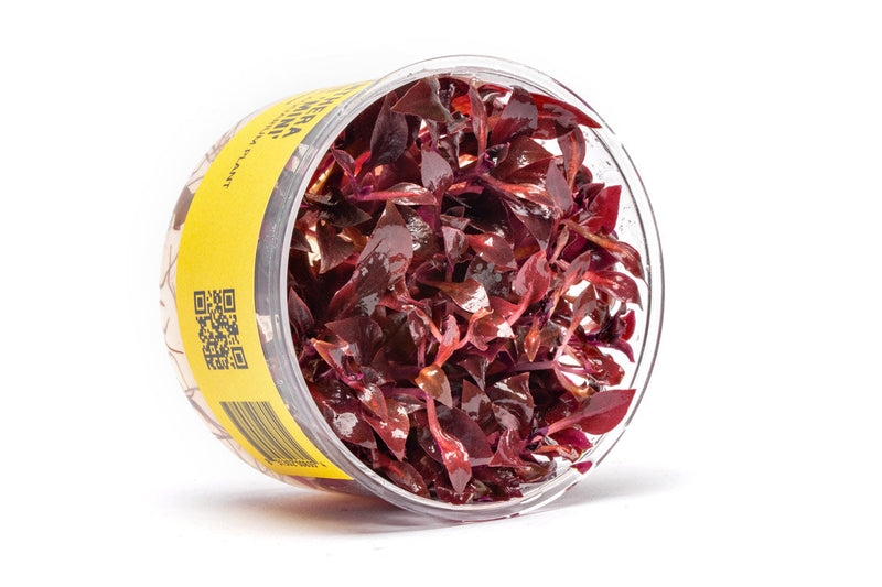 Alternanthera Reineckii 'Mini' UNS Tissue Culture Aquatic Plant - Buce Plant