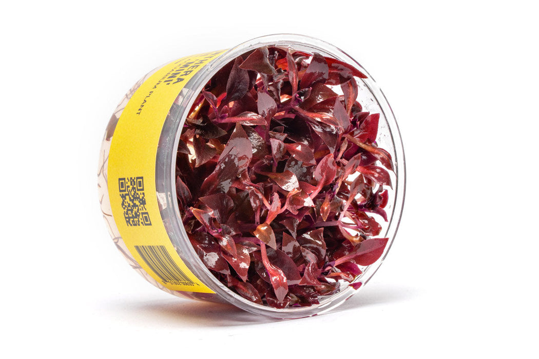 Alternanthera Reineckii 'Mini' UNS Tissue Culture