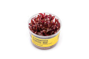 Alternanthera Reineckii 'Mini' UNS Tissue Culture Aquatic Plant - Buce Plant