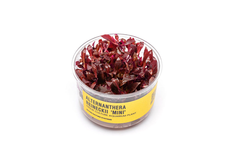 Alternanthera Reineckii 'Mini' UNS Tissue Culture Aquatic Plant - Buce Plant