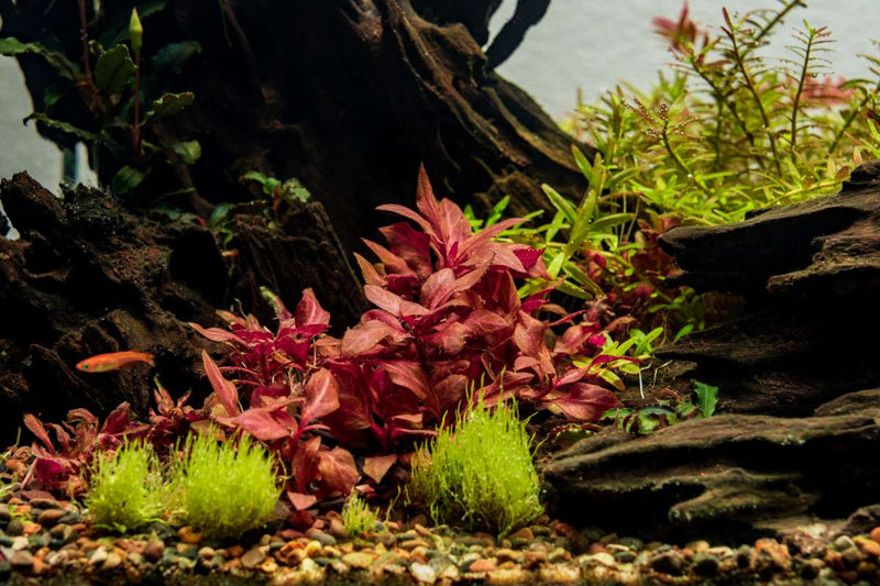 Alternanthera Reineckii 'Mini' UNS Tissue Culture Aquatic Plant - Buce Plant