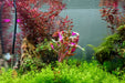 Healthy Alternanthera Reineckii Rosaefolia aquatic plant from ACW, with vibrant red and green leaves for freshwater aquariums.