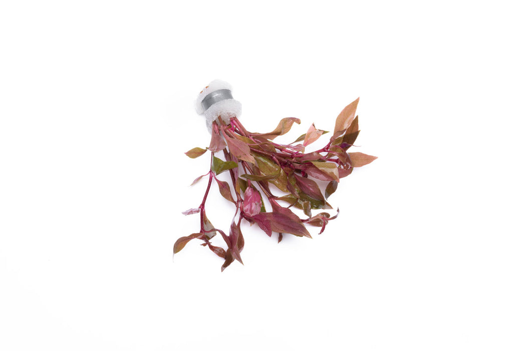 IS Alternanthera Reineckii Rosaefolia Mini aquatic plant with vibrant red and green leaves for freshwater aquariums.