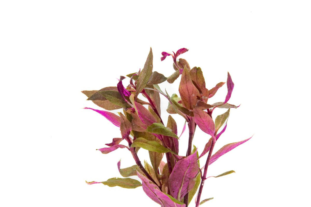 Alternanthera Reineckii Rosaefolia Mini aquatic plant from IS with vibrant green and pink leaves in a freshwater aquarium setting.