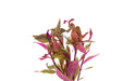 Alternanthera Reineckii Rosaefolia Mini aquatic plant from IS with vibrant green and pink leaves in a freshwater aquarium setting.