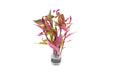 IS Alternanthera Reineckii Rosaefolia Mini aquatic plant with vibrant pink and green leaves for freshwater aquariums