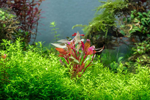 Alternanthera Reineckii Rosaefolia Mini aquatic plant from IS, showcasing vibrant pink and green foliage for freshwater aquariums.