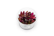 Alternanthera Reineckii Rosanervig Aquatic Farmer Tissue Culture Aquatic Plant - Buce Plant