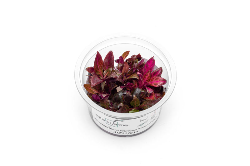 Alternanthera Reineckii Rosanervig Aquatic Farmer Tissue Culture Aquatic Plant - Buce Plant