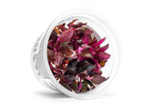 Alternanthera Reineckii Rosanervig Aquatic Farmer Tissue Culture Aquatic Plant - Buce Plant