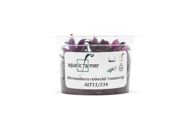 Alternanthera Reineckii Rosanervig Aquatic Farmer Tissue Culture Aquatic Plant - Buce Plant