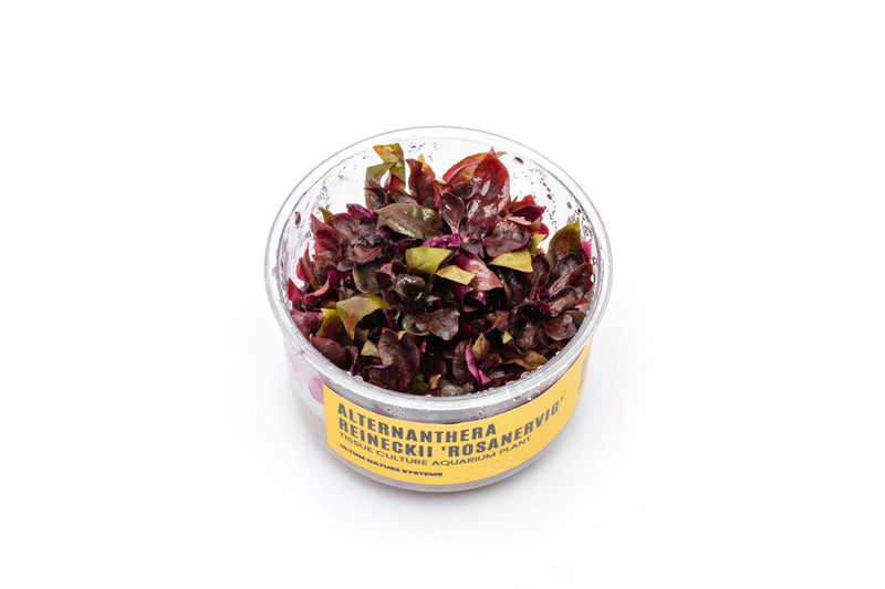 Alternanthera Reineckii Rosanervig UNS Tissue Culture Aquatic Plant - Buce Plant